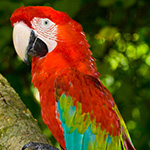 Arara Vermelha